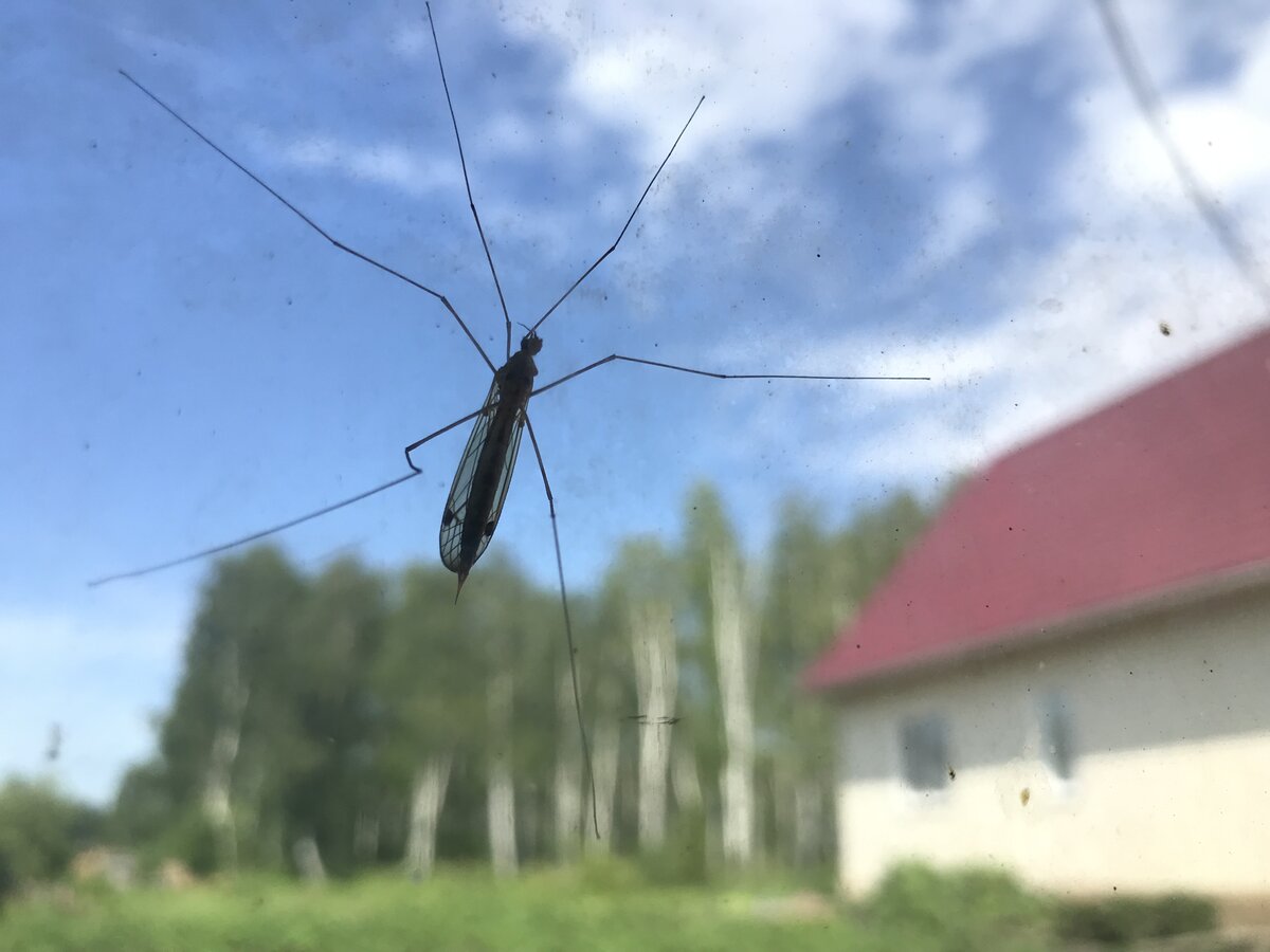 Приснились комары в комнате