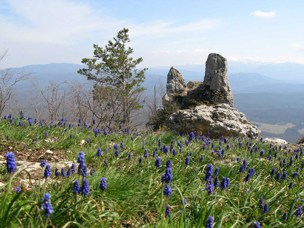 Так скала Чертов Палец выглядит в апреле. Цветет мускари (мышиный гиацинт).