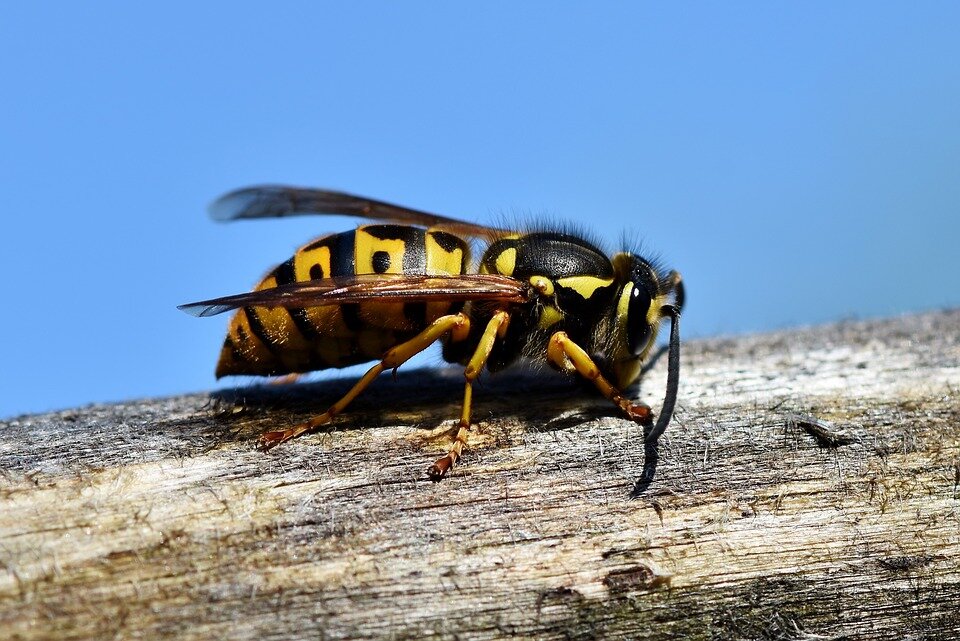 https://pixabay.com/photos/hornet-insect-wasp-sting-animal-3336385/