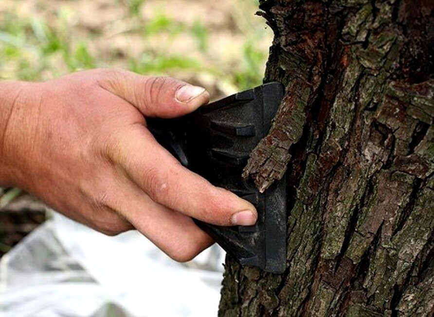 Аккуратно счищаем кору, что само не отстаёт отдирать силком не надо!