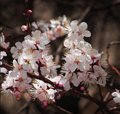 цветение урюка. Алма-Ата, 2008г.