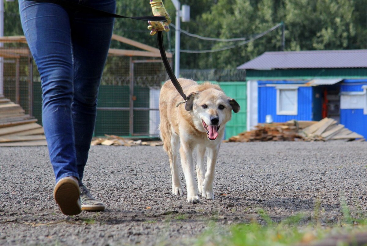 Буч, приют солнцево