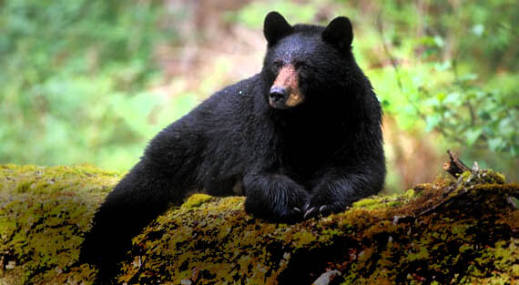 Фрэнки. Фото Оrphaned Wildlife Center