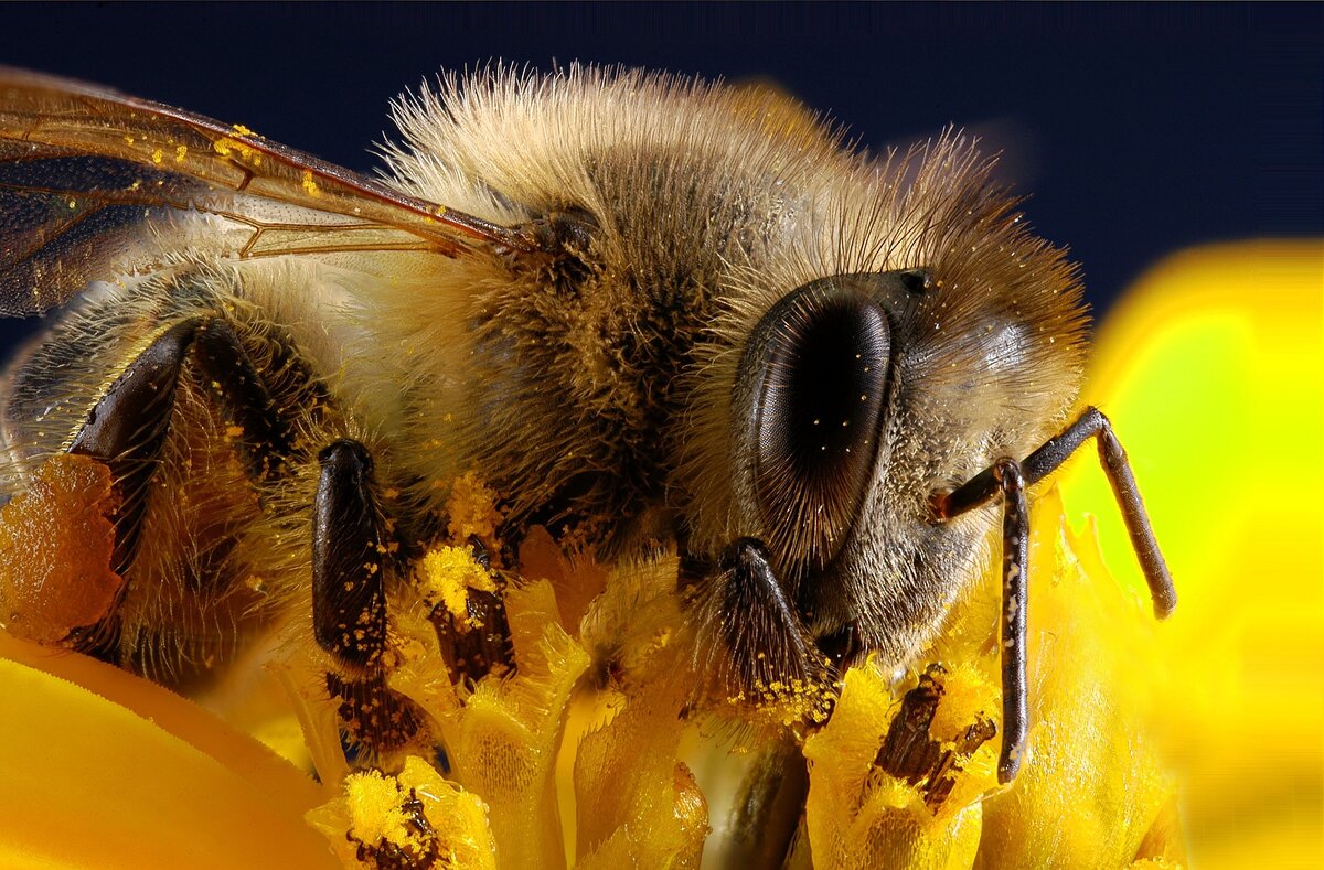 Пиксабай пчелы. Пыльца медоносная пчела. Пчелка в пыльце. Лапка пчелы. Пчела питается пыльцой