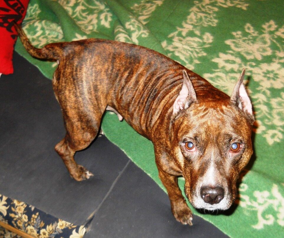 Наша защитница Дэзи