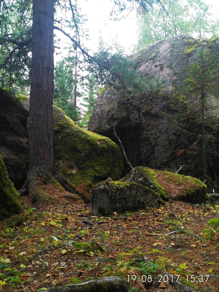 древний лес, древние камни и маленький бурундук (фото автора)