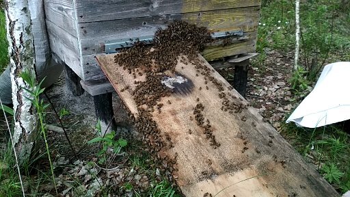 Заселение роя пчёл в улей. Завораживающее зрелище