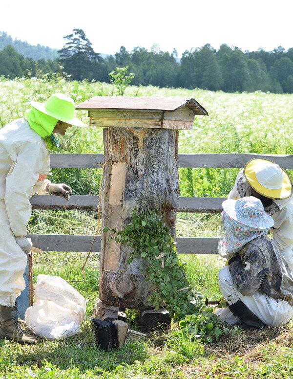 Заселение колоды пчелиным роем