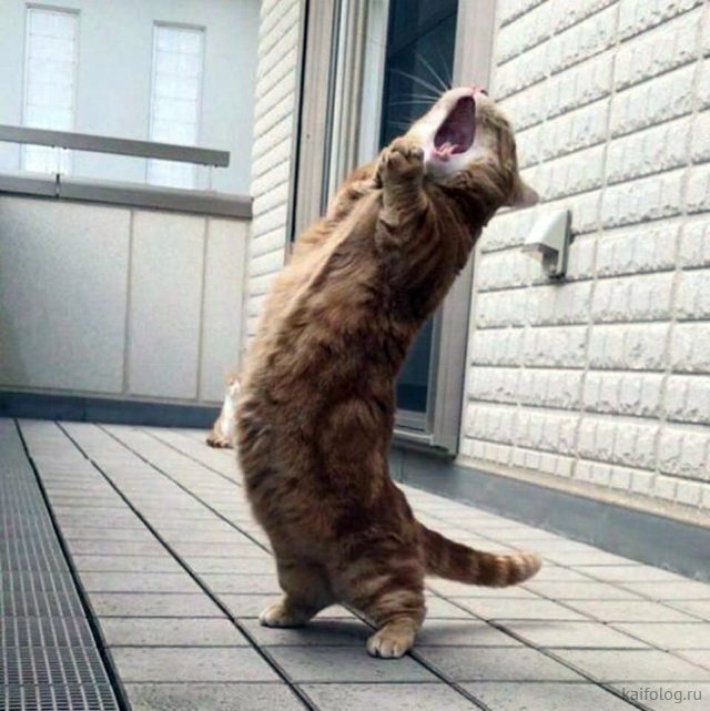 Фото с сайта http://kaifolog.ru/pozitiv/8630-martovskie-koty-45-foto.html