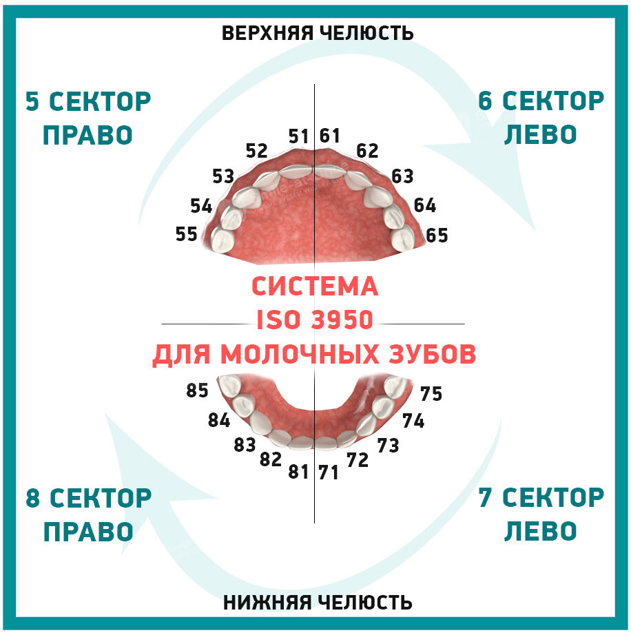 Номера зубов в стоматологии схема детская