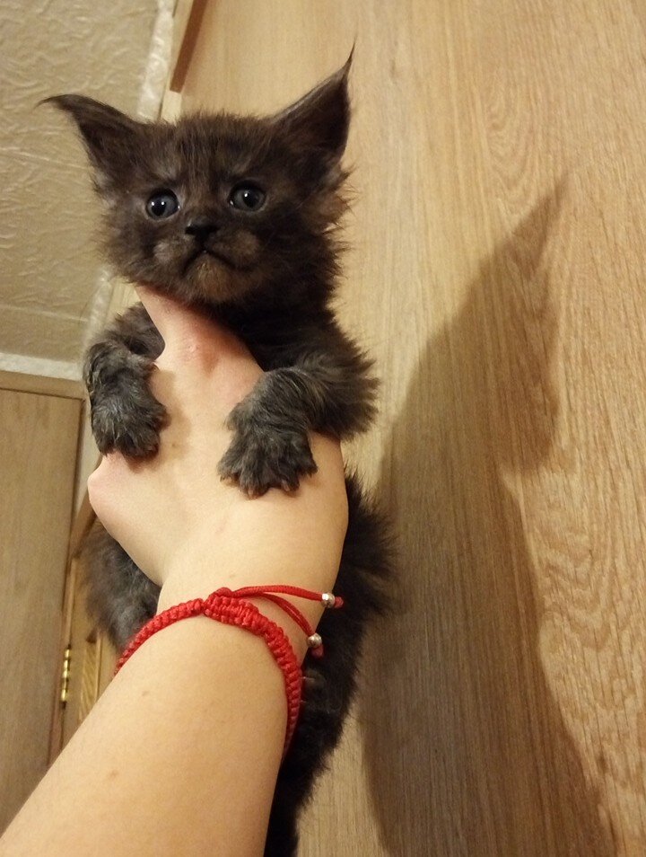 Фото автора  кошечка- 3 недели, ушки уже заняли своё положение - большие, треугольные, посаженные почти под прямым углом, также видим мощные лапки.