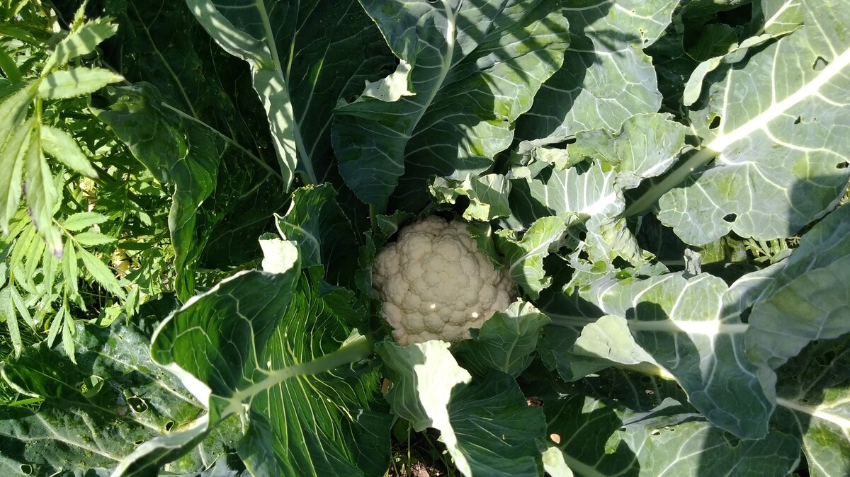 Впервые цветная капуста у нас была чистой от притаившихся партизан.