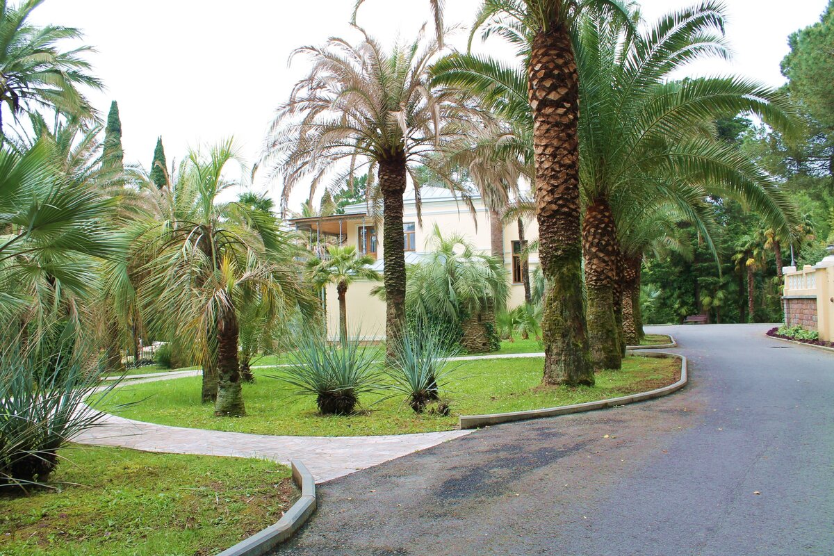 Дендрарий в Сочи.