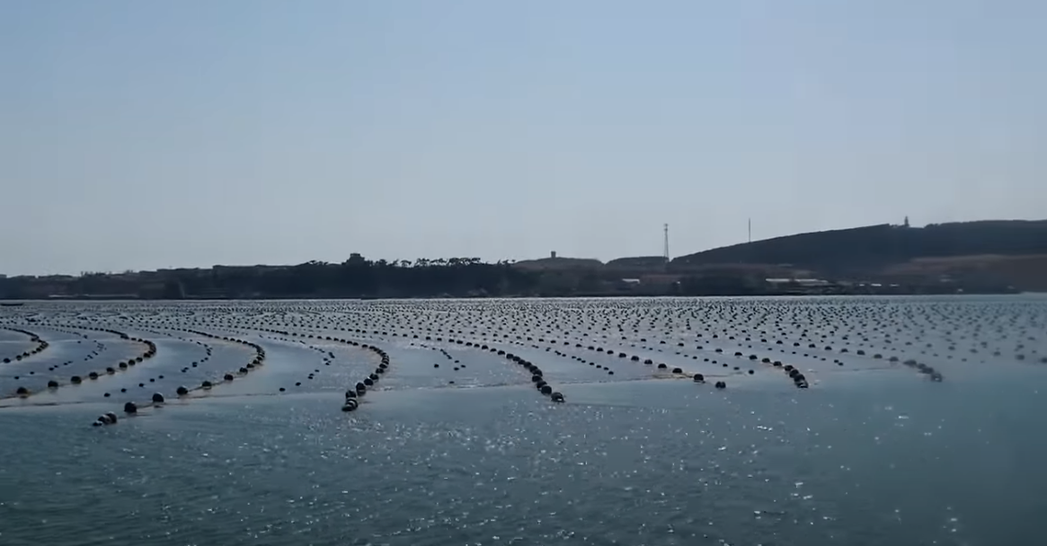 Плантации водоросли