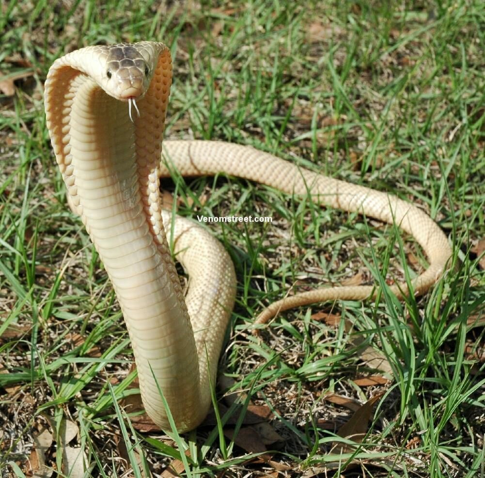 Белые змеи ядовитые. Ядовитая змея Кобра. Королевская Кобра гамадриад. Змея Кобра Королевская. Naja philippinensis.