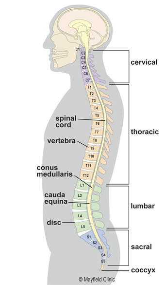 Источник иллюстрации www.mayfieldclinic.com (Анатомия)