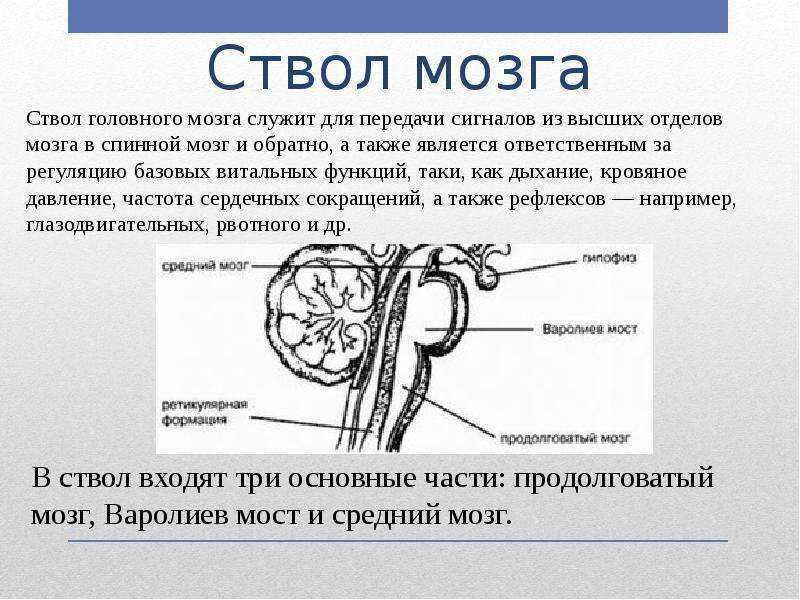 Ствол головного мозга