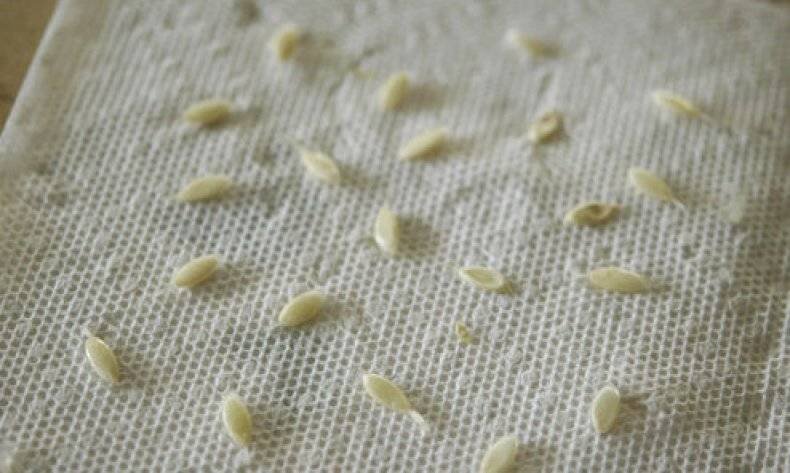 Источник Яндекс. Картинки