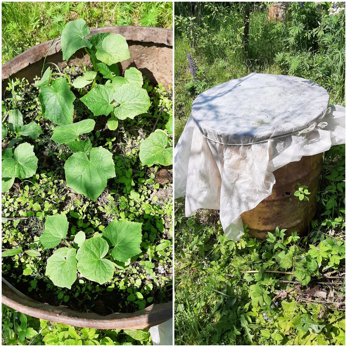 Огурцы дружно взошли, можно снять материал, пусть порадуются солнцу. Фото автора статьи. 
