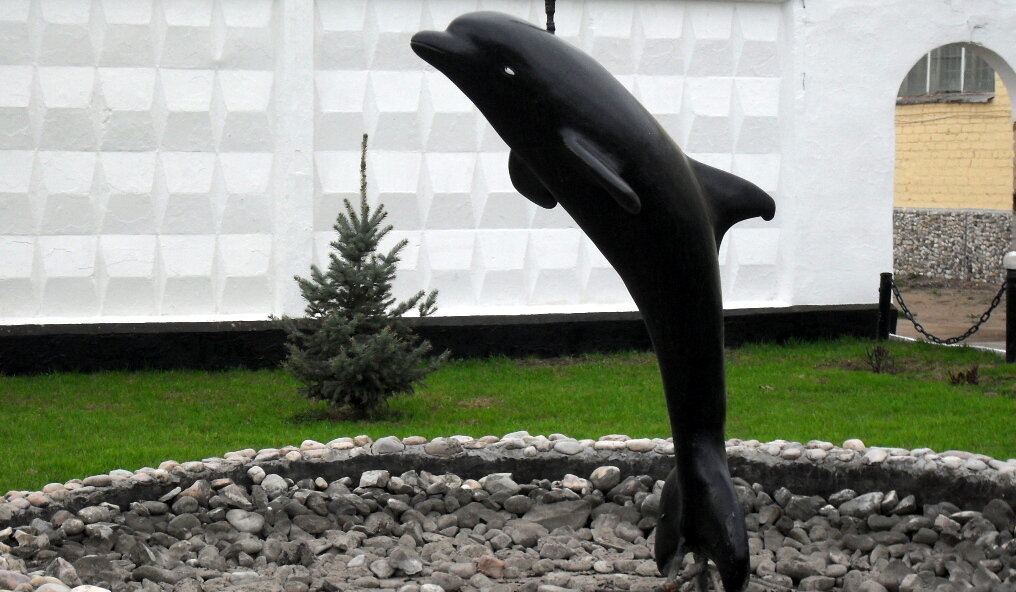 Чёрный Дельфин животное (54 фото)