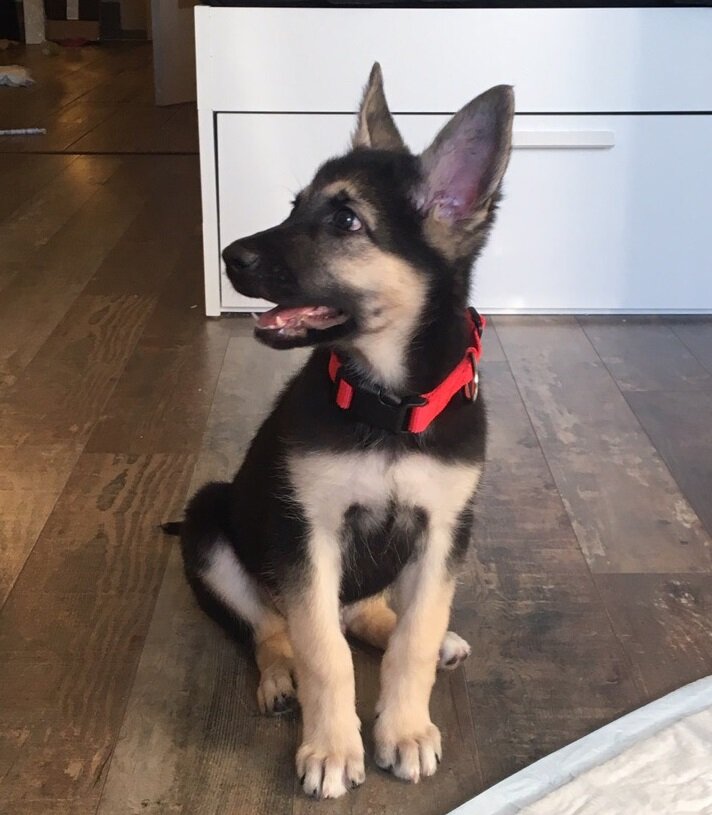 Меня дрессировать? Я же итак уже умею сидеть и лапу давать.. 