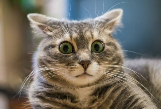 Фото заимствовано с Яндекс Картинок