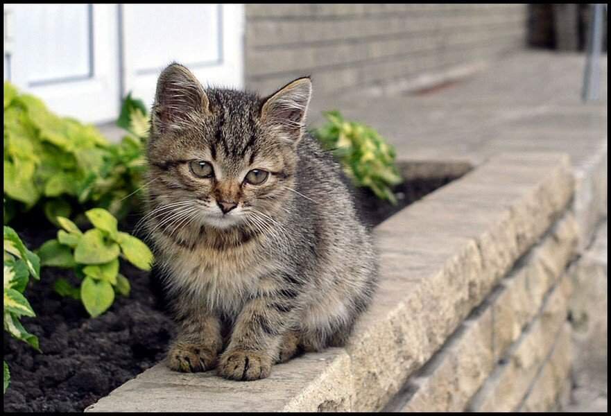 Беспородная ты сидишь голодная. Уличные котята. Кошка на улице. Дворовый кот. Красивые уличные коты.