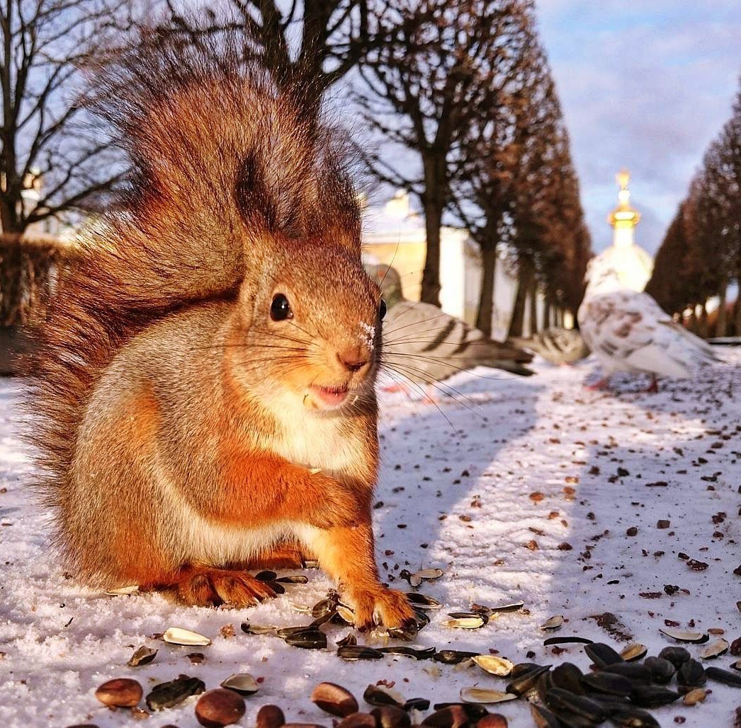 Белка парк картинки