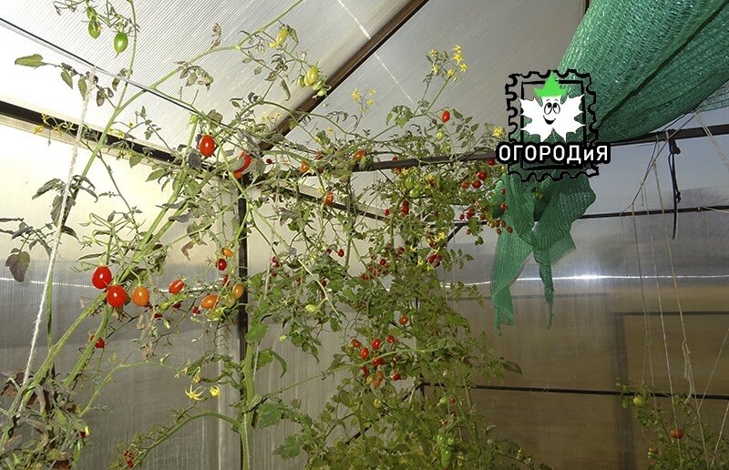 Томатная теплица 26 октября 2020 г