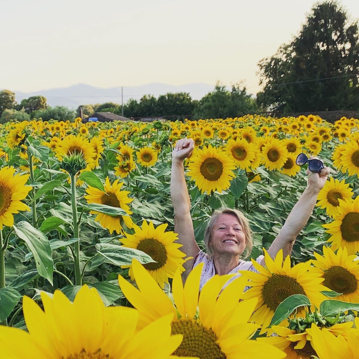 Итальянские подсолнухи около моего дома могут быть до 2 метров высотой,