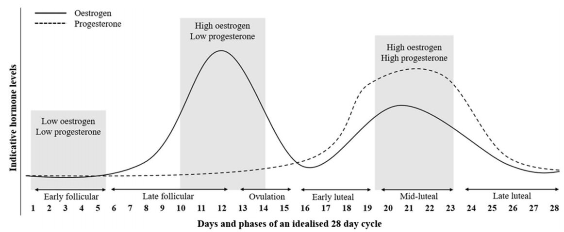 Схематическое представление колебаний концентраии гормонов эстрогена (сплошная линия) и прогестерона (пунктирная линия) в 28-дневном менструальном цикле [McNulty, K. L., et al. (2020). "The Effects of Menstrual Cycle Phase on Exercise Performance in Eumenorrheic Women: A Systematic Review and Meta-Analysis." Sports Medicine 50(10): 1813-1827]