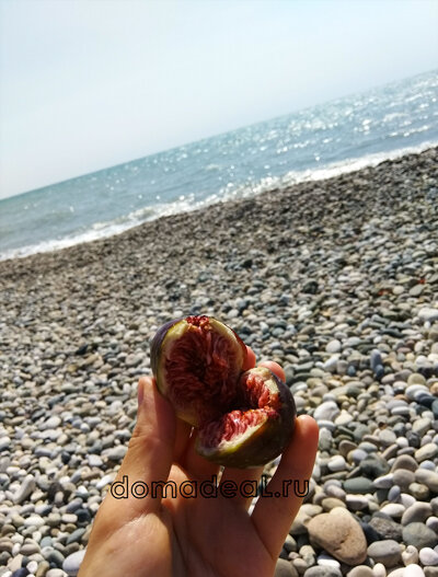 свежий инжир и море - что еще надо?