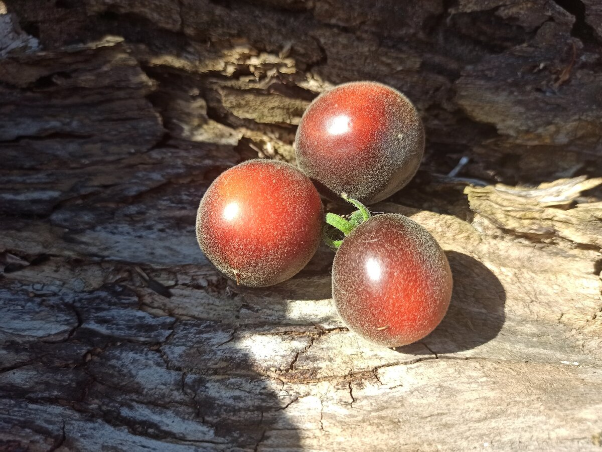 Томат Мохнатый кейт. Фото Алексей Володихин