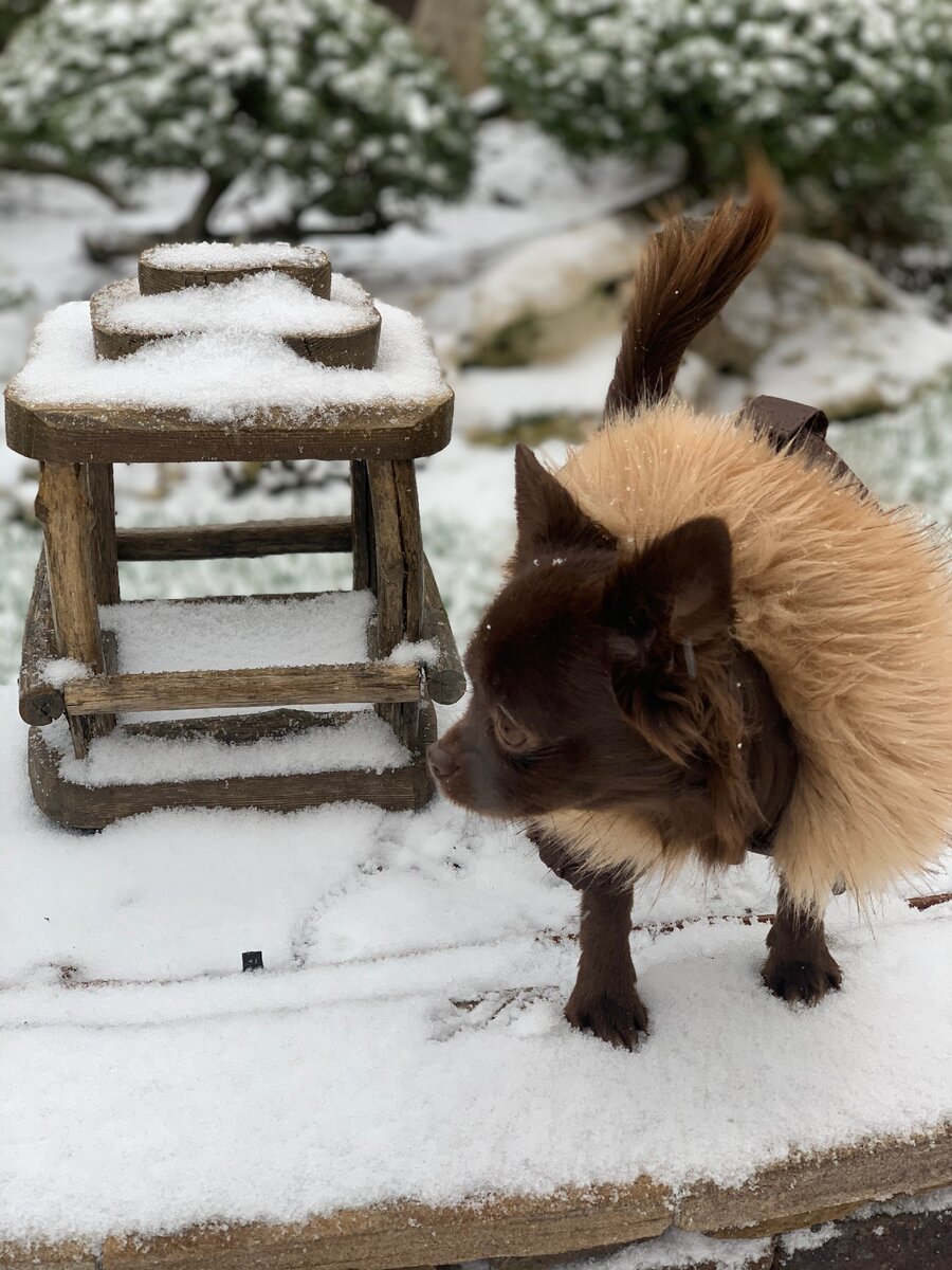 Вышла проверить птичью кормушку)