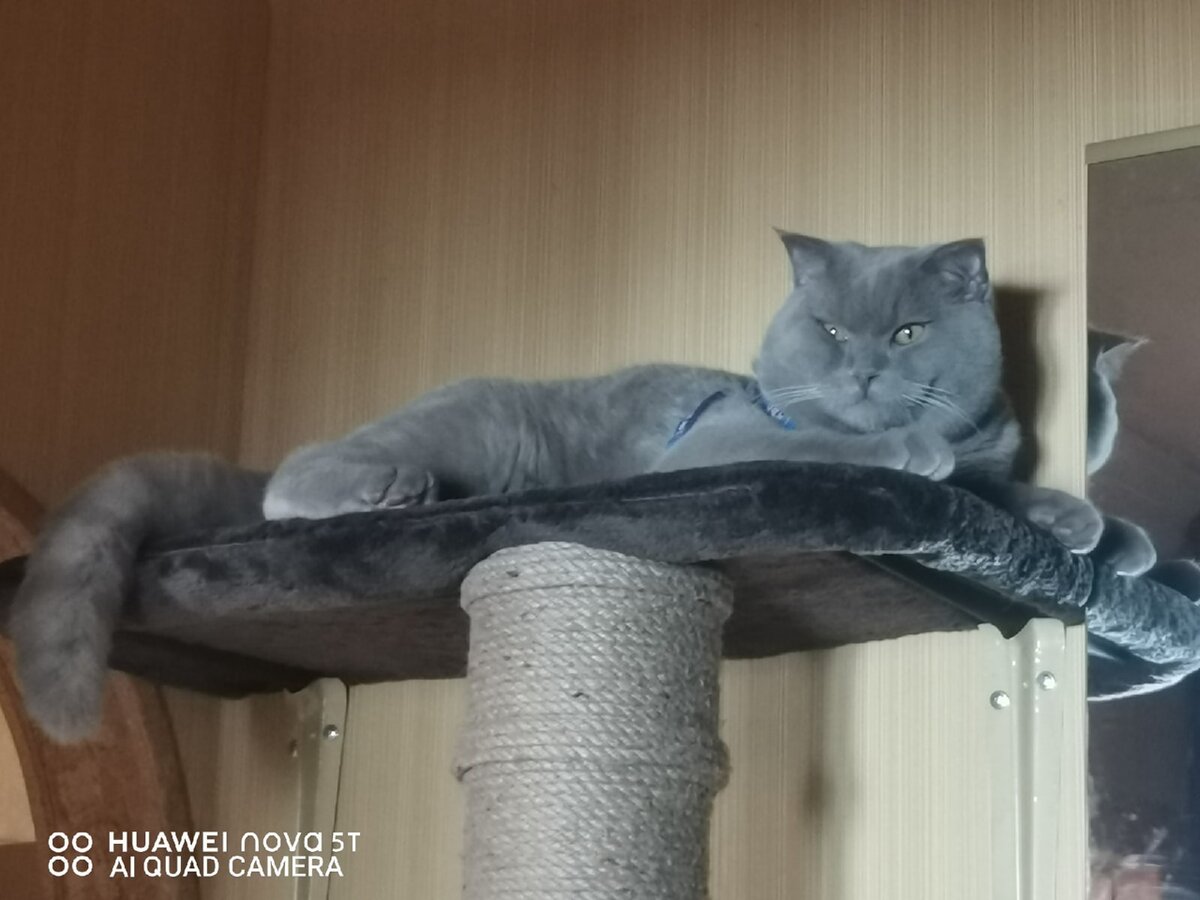 Летучая котомышь