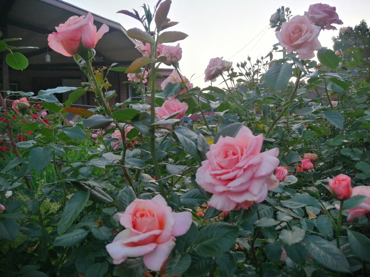 Barock/Барок, клаймбер от Tantau