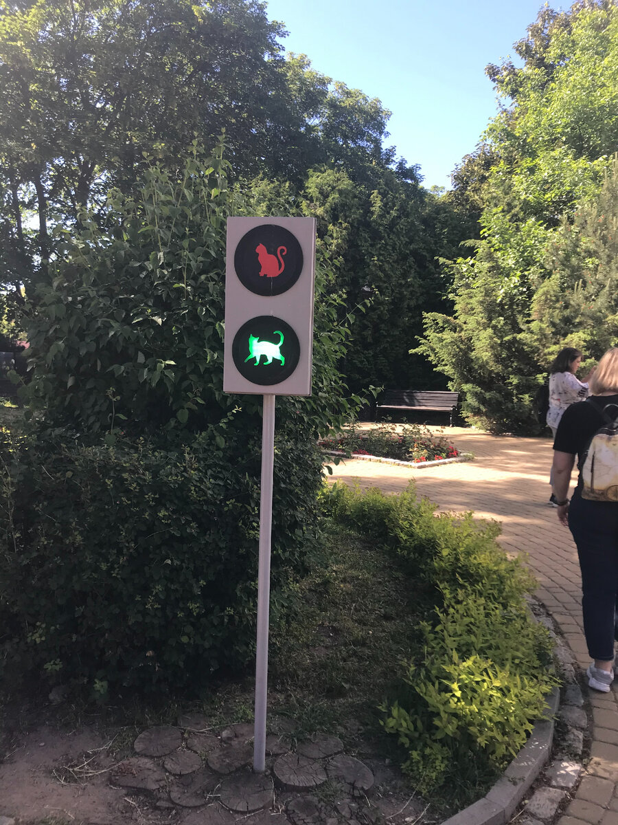 Кошачий светофор