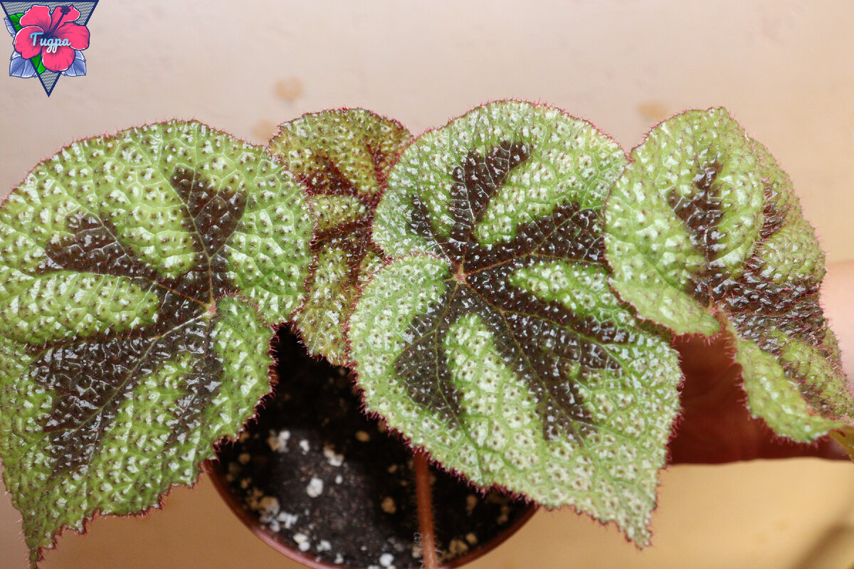 Личное фото