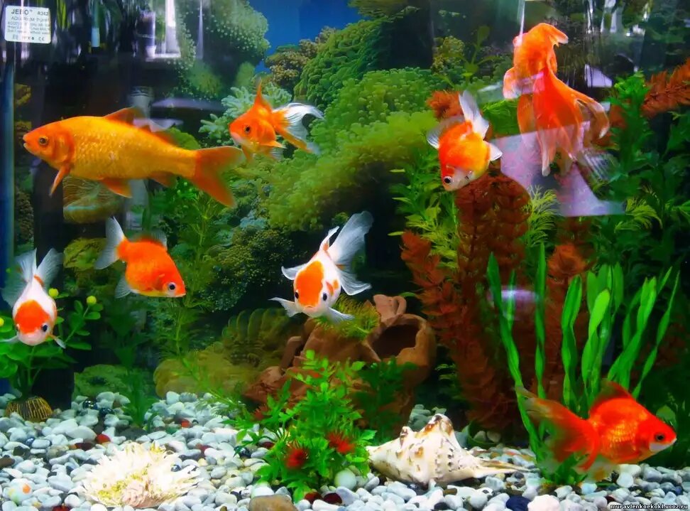 Фото с Яндекса.