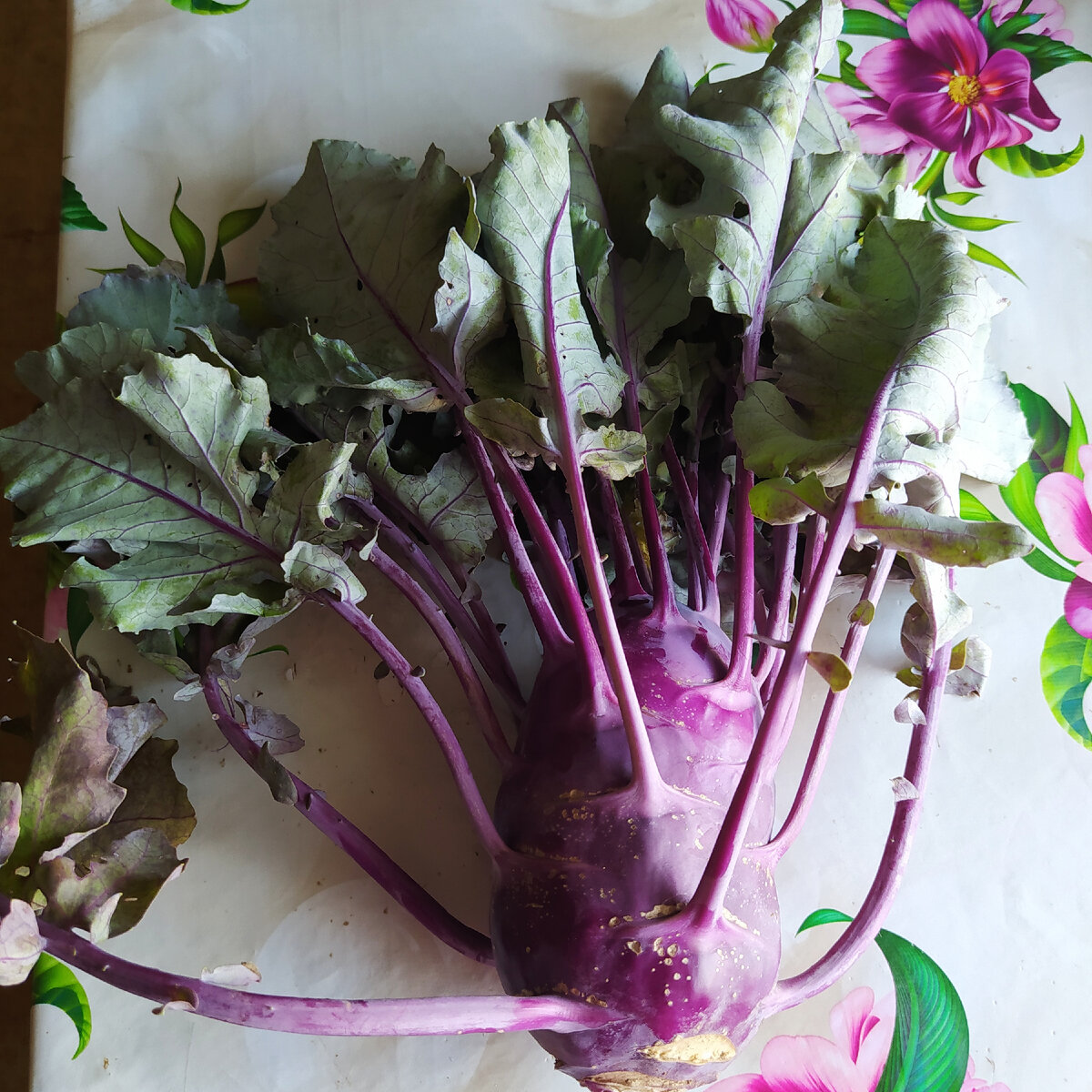 Вот такая кольраби у меня выросла.