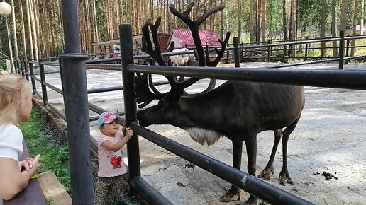 Бесстрашная девочка в 3 года кормит чёрного оленя со сказочными рогами