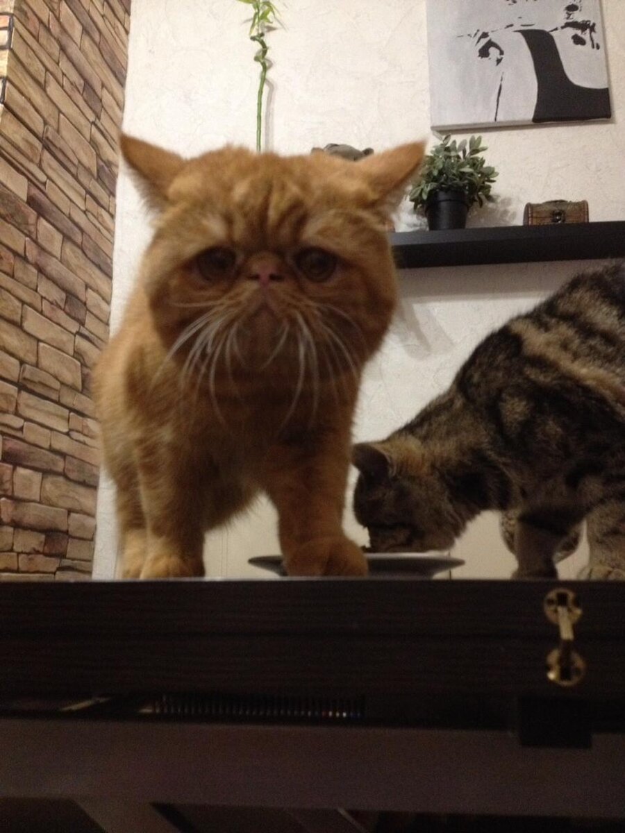 Нас с Шушей застали на месте преступления. Я раскаиваюсь. 