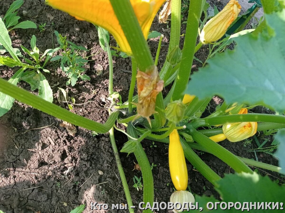 Вот такие у меня кабачки в середине августа