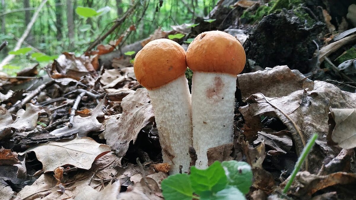 Почему появляются грибы. Грибы в лесу. Грибы в Подмосковье. Подмосковные грибы. Съедобные грибы Подмосковья.