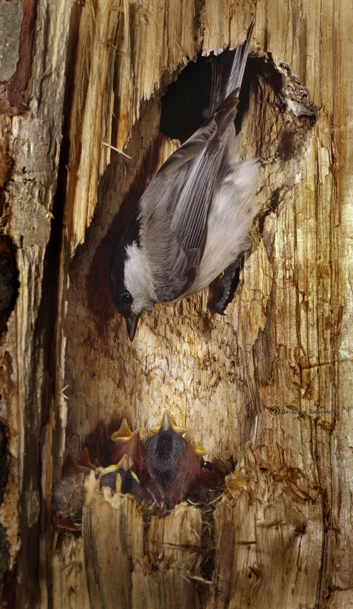 Внутри гнездового дупла гаичек