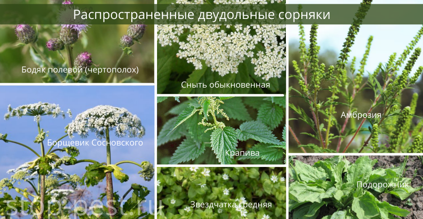 Распространенные двудольные сорняки