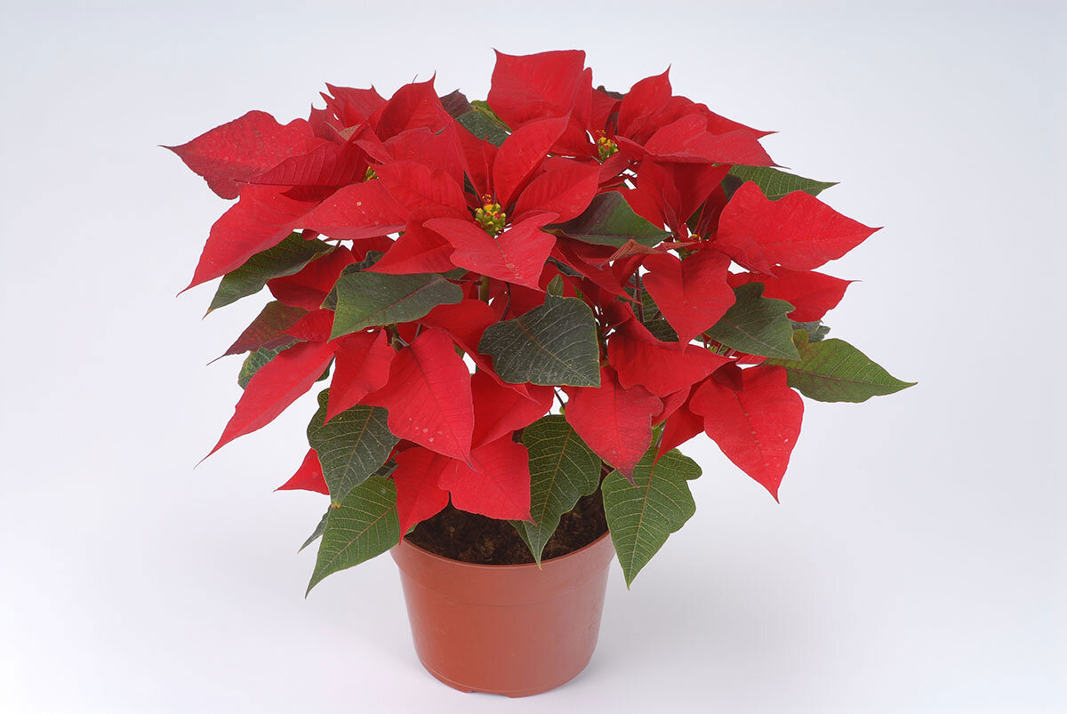 пуансеттия cortez red. молочай пуансеттия. эуфорбия пуансеттия. рождественский цветок пуансетия. рождественский цветок пуансетия.