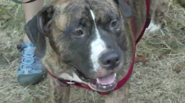 Питбуль Хейдс, спасший мальчика от пчёл (Фото: https://abc7chicago.com/hero-dog-rescue-pit-bulls-bee-attack/286689/)