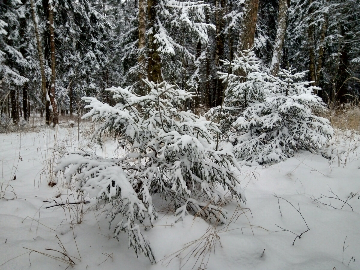 Фото автора. Молодые елки.