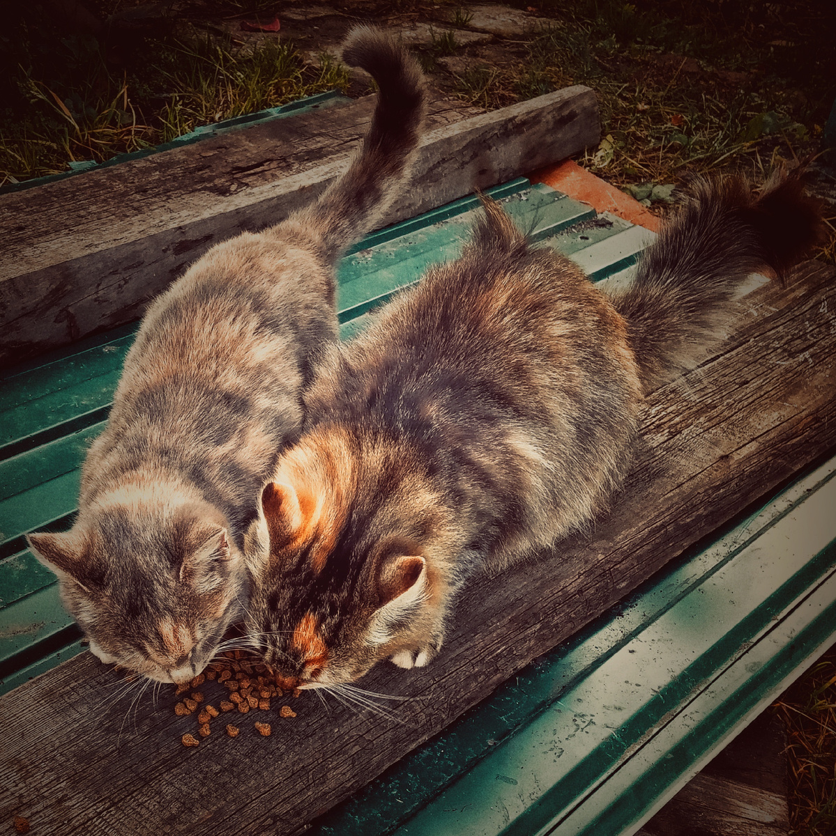 Лиза и Ириска